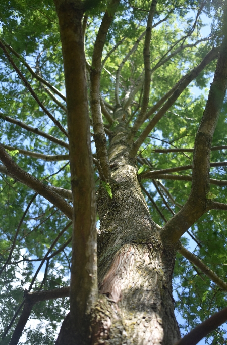 Preserving trees is all part WGS's plan
